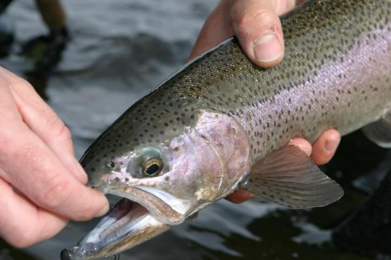 Bow River Rainbow