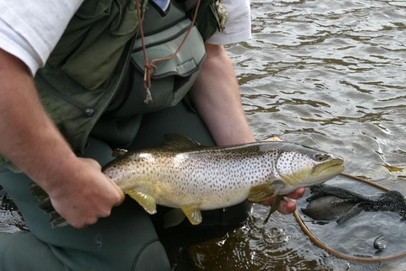 Bow River Brown