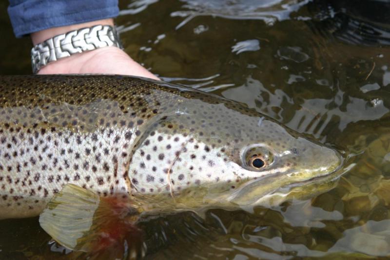 Bow River Brown