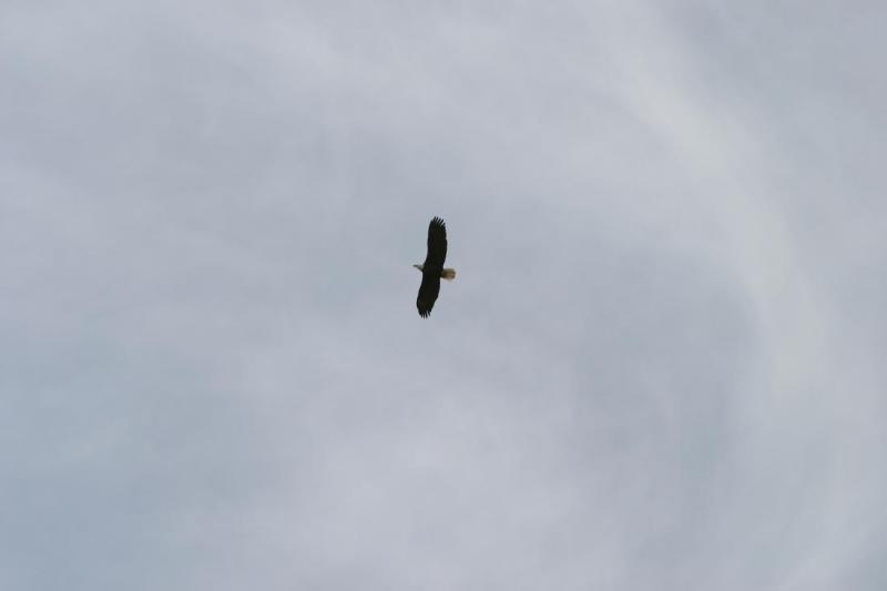 Bald Eagle