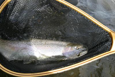 Bow River Rainbow