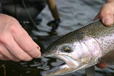 Rainbow Trout, Bow River