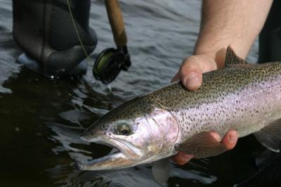 Rainbow Trout, Bow River