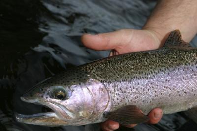 Rainbow Trout, Bow River