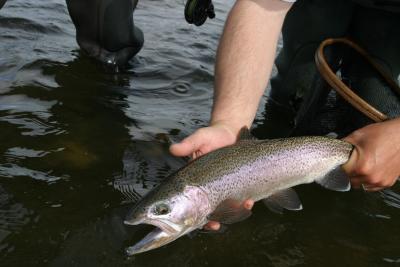 Rainbow Trout, Bow River