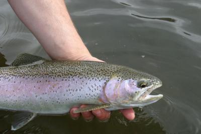 Rainbow Trout, Bow River