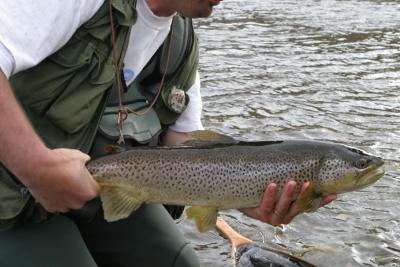 Bow River Brown