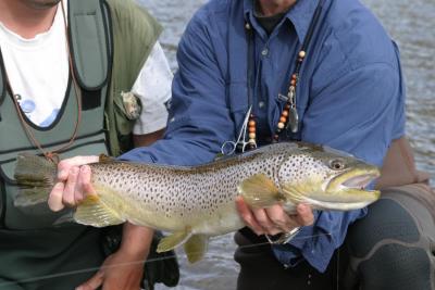 Brown Trout, Bow River