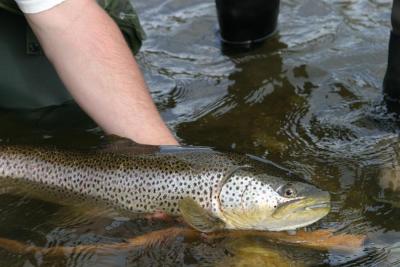 Bow River Brown