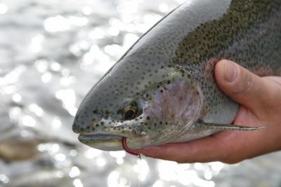 Bow River Rainbow