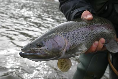 Bow River Rainbow