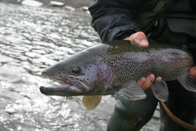 Bow River Rainbow