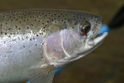 Bow River Rainbow