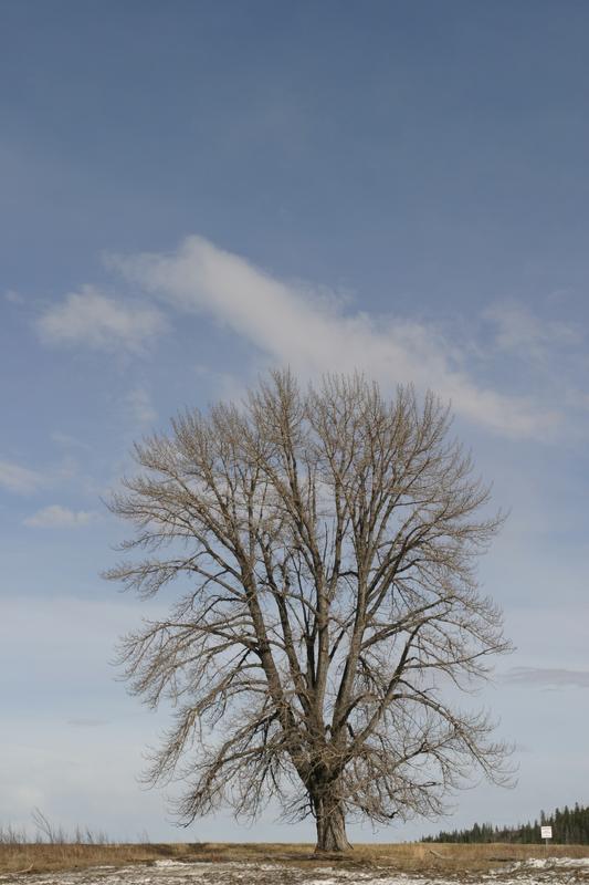 Cottonwood Tree