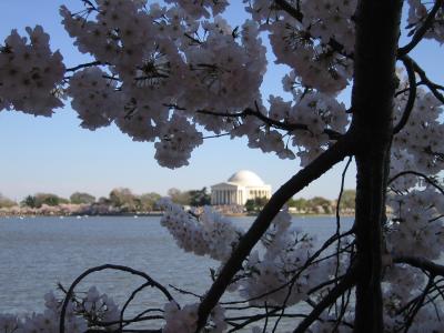 Cherry Blossoms - 4/9/05