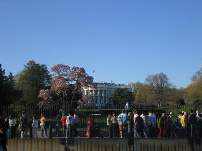 Cherry Blossoms - 4/9/05