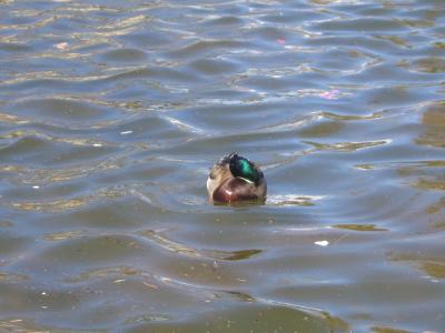 IMG_0697.JPG