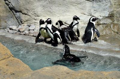 penguins2254.jpg