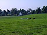 horses44sf.jpg