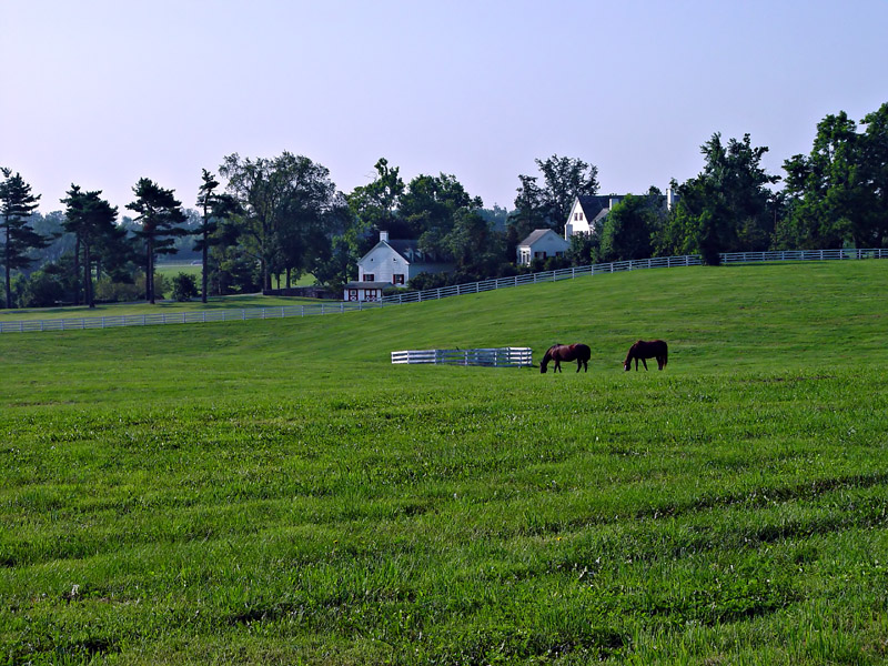 horses44sf.jpg