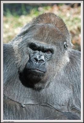 Gorilla - IMG_0985.jpg