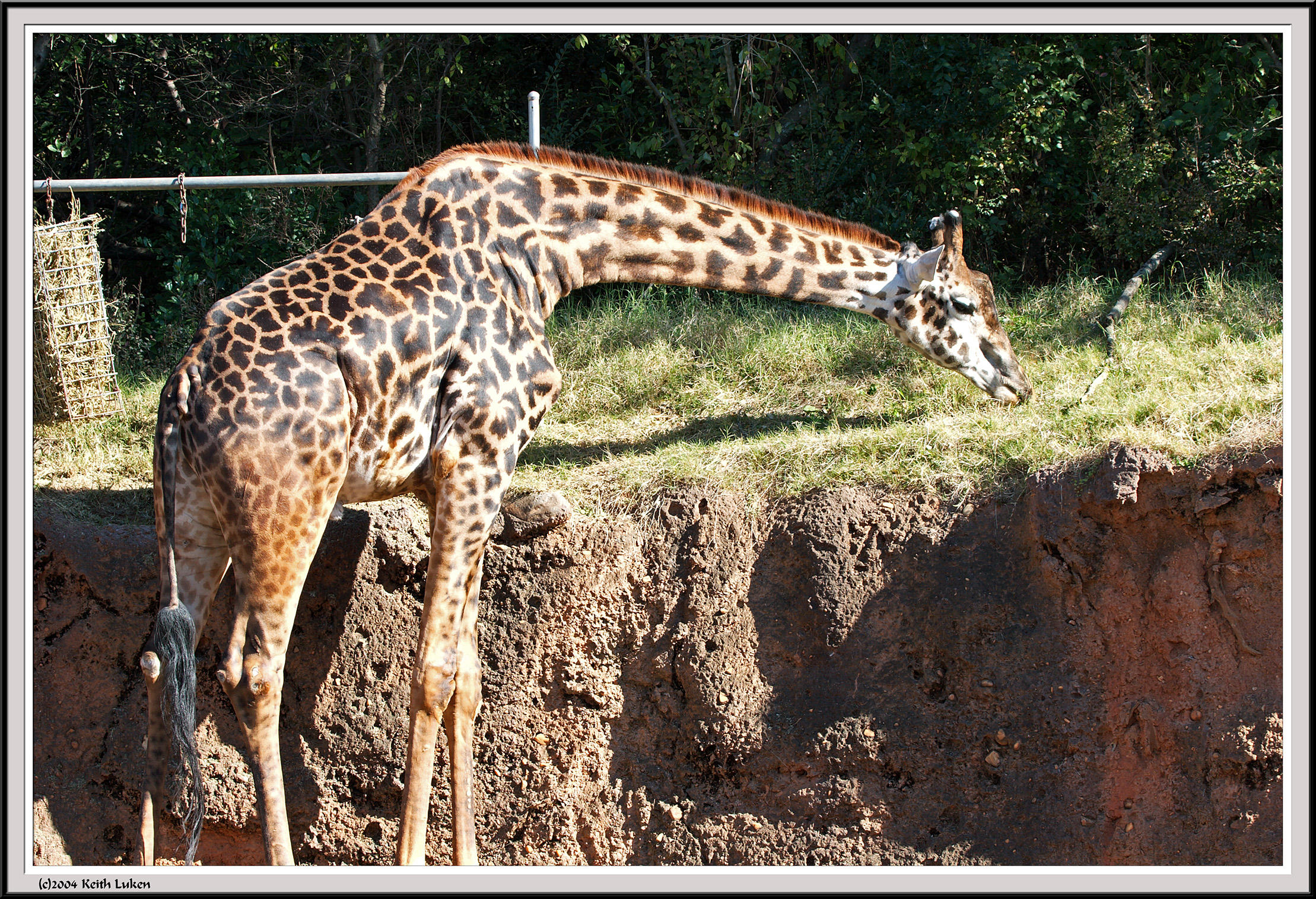 Giraffe Eating - IMG_0957.jpg