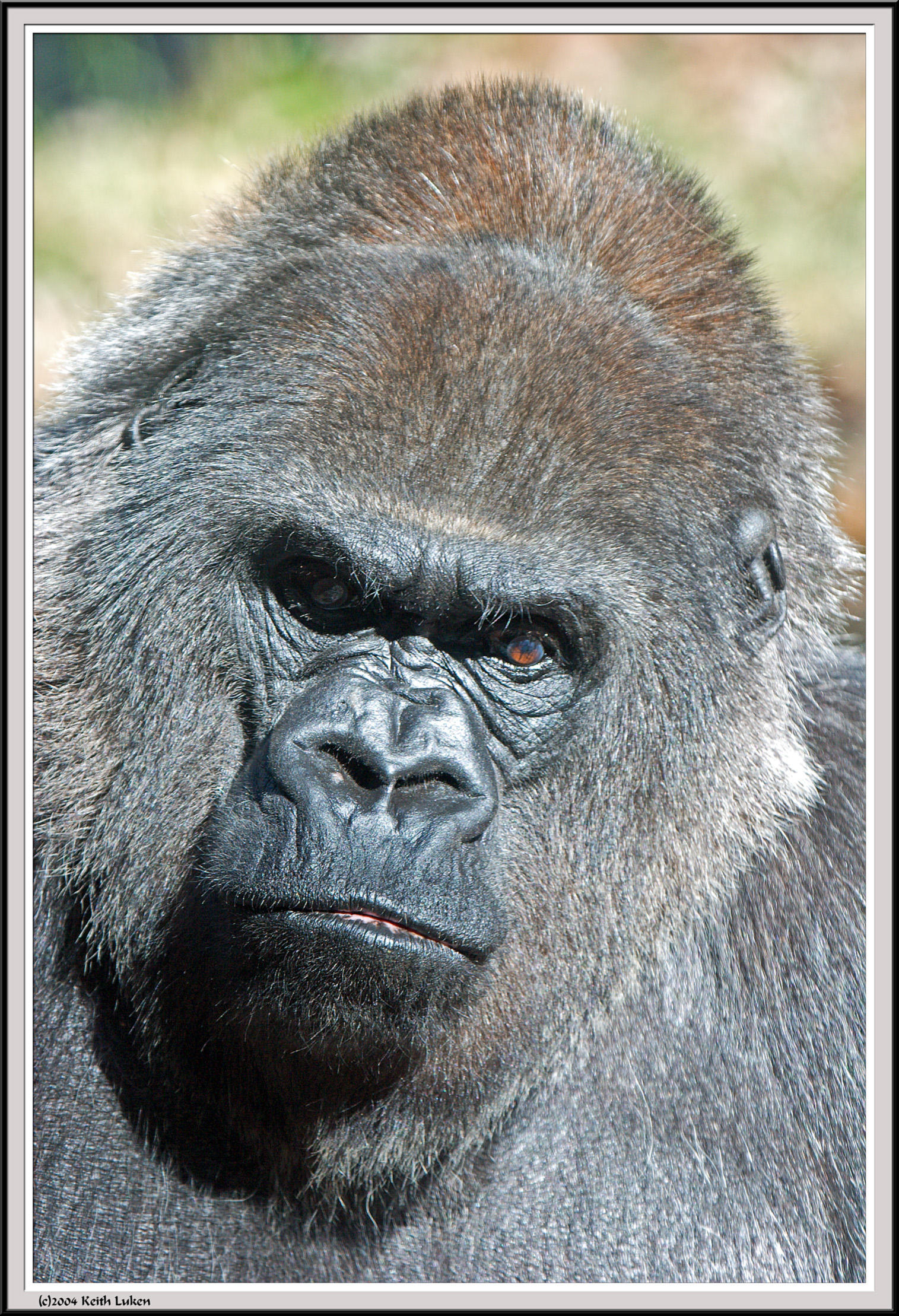 Gorilla Stare - IMG_0984.jpg