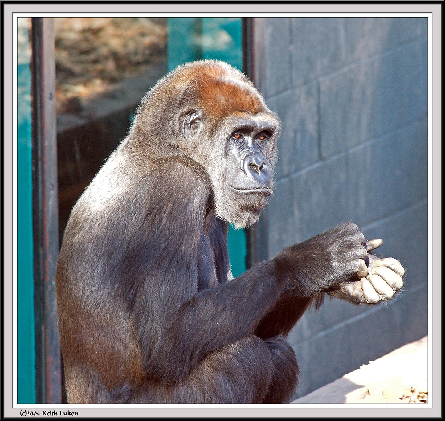 Gorilla - IMG_989-Crop.jpg