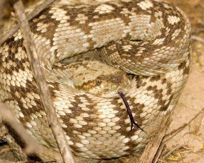 u14/krviera/medium/42614360.BlacktailedRattlesnake.jpg