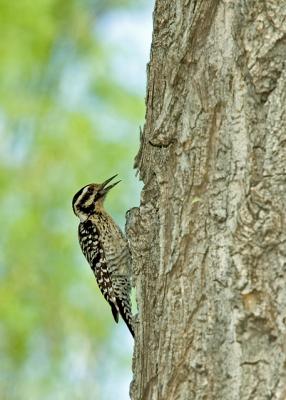 u14/krviera/medium/42614374.LadderbackedWoodpecker.jpg
