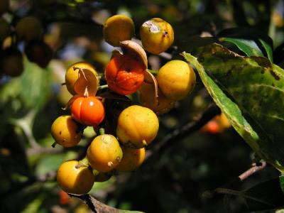 Bursting Berries