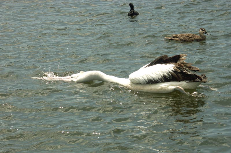 Extended Pelican