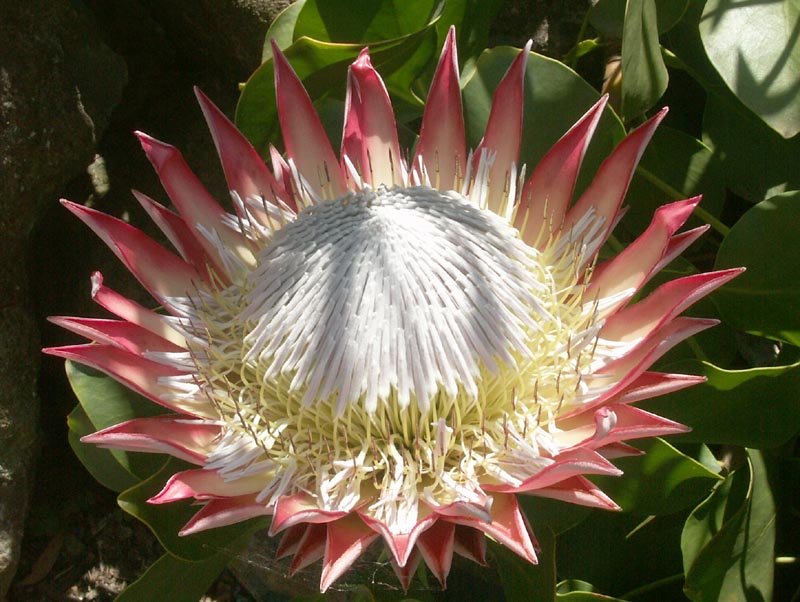 Protea