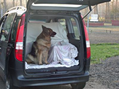 A very nice and friendly Dog