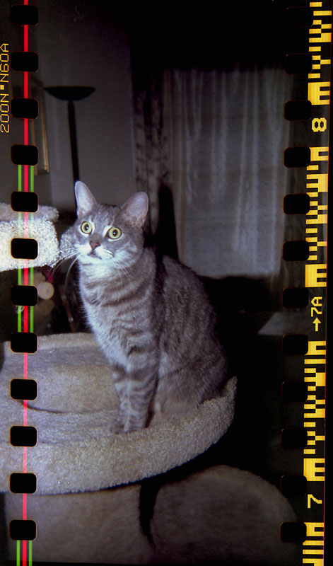 holga panorama