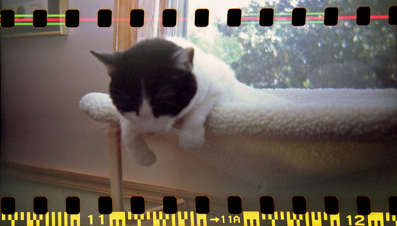 holga lucy in hammock