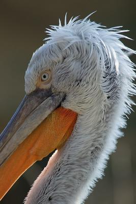 Pelican Frisé