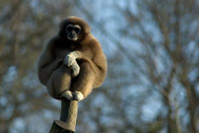 Gibbon Lar