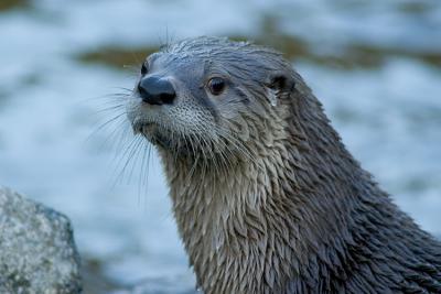 Loutre Canadienne