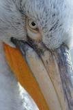 Pelican Fris