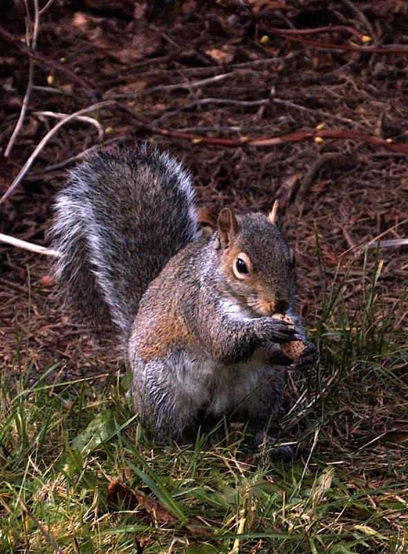 Neighborhood Squirrel<br>Jan 16