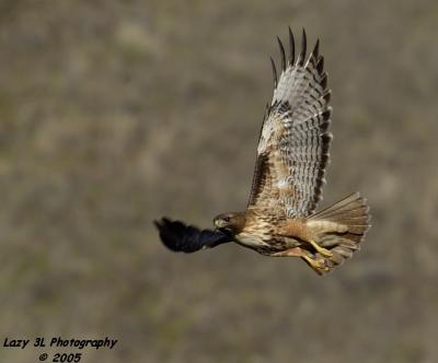 Hunting Redtail Hawk