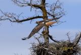 Circling the Nest<br>April 9
