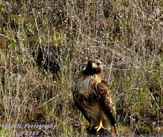 Nesting Redtail HawkApril 8