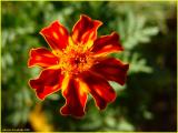 Œillet d'inde - French Marigold ,  tagetes patula