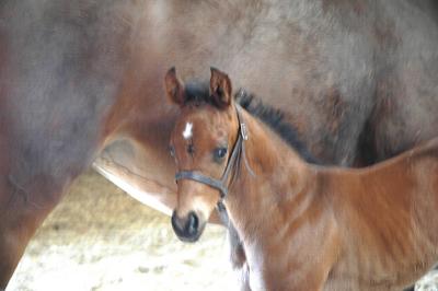duckhorn magella foal