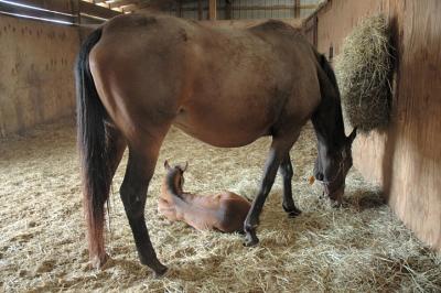 magella and duckhorn foal