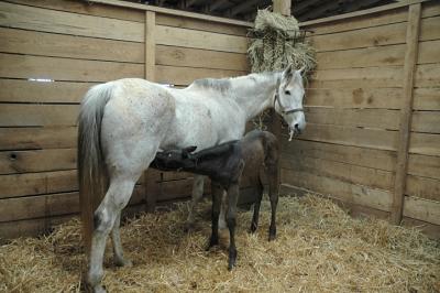 u14/lecook/medium/41838528.foalempresssirrema_0118.jpg