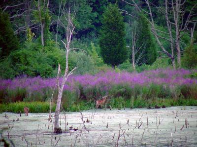 beaver pond, waterfowl, deer, loosestrife