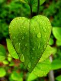 heart leaf